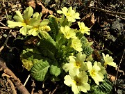 22 Primule in fiore 